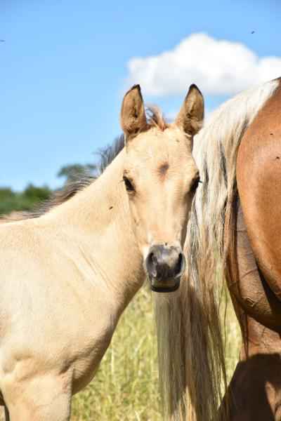 Quarter Horse