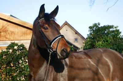 Turniererfahrenes Nachwuchspferd mit allen Möglichkeiten