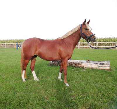 Schicke charmante Reitponystute