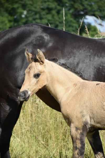 Quarter Horse