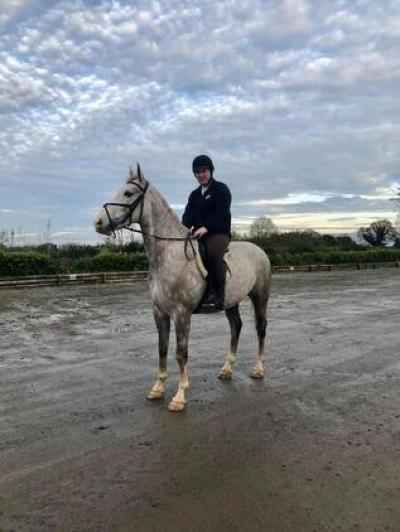 7-jähriger Allrounder Wallach | ideales Lizenz- Amateur- & Junioren/Damenpferd.
