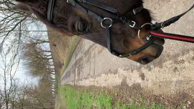 Carlo sucht neues Zuhause 