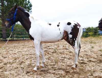 Appaloosa-painthorse-colt-_forsale-specialcolt.jpg