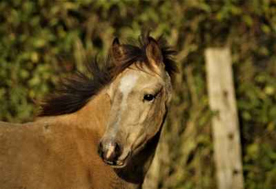 Ponyhengst mit Sonderlackierung 