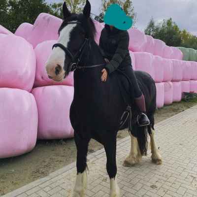 Liebe Shire Horse Stute 