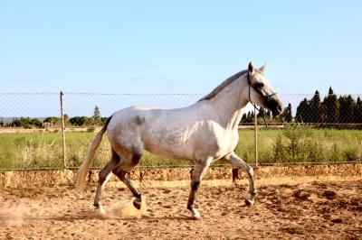 Bravia de Azahar PRE