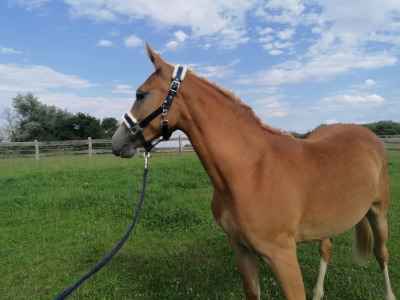Schicke Ponystute