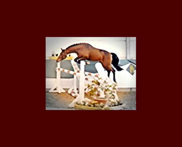 Candis_mini_Springbild_vergr%C3%B6ssert_version_II_Olympus_phixr.jpg