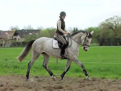 Spring Hannoveraner pferde