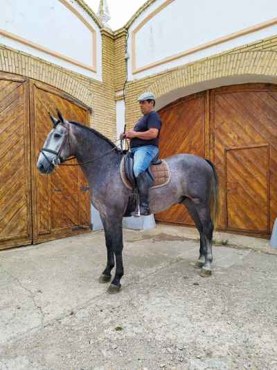 Andalusier PRE 1.71M Wallach - Fohlen geritten und angeritten