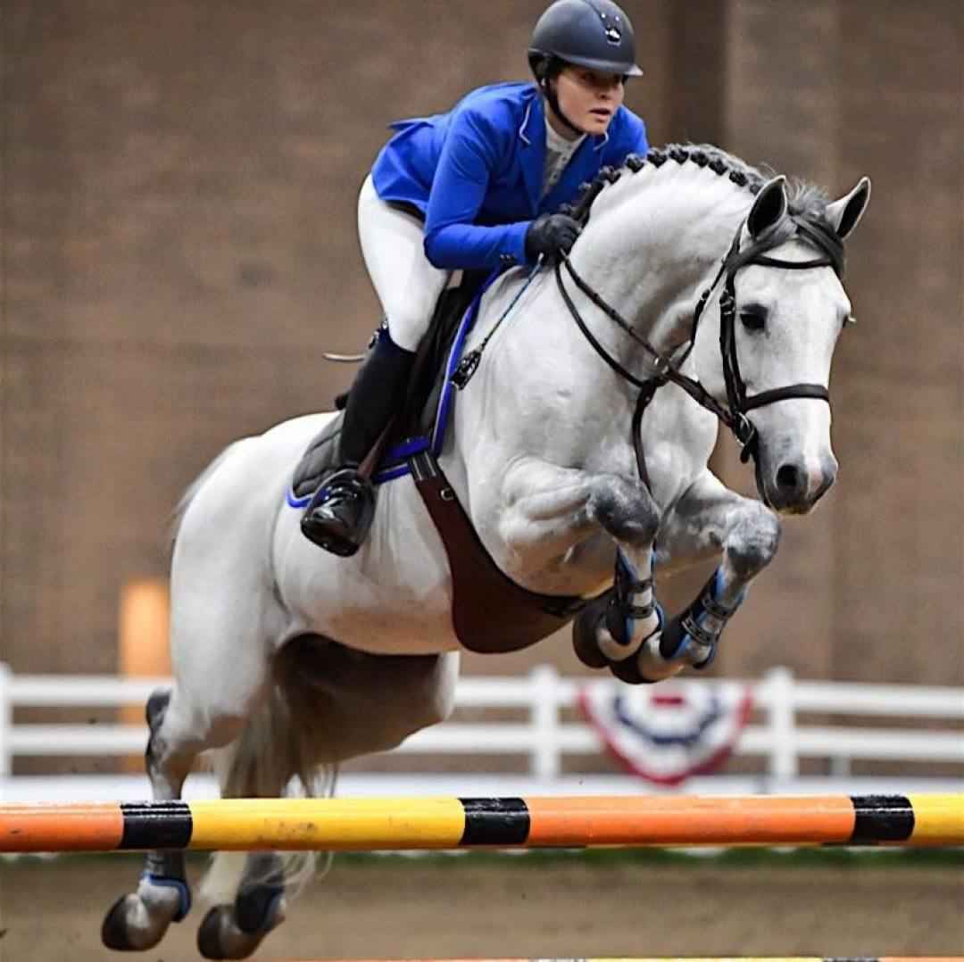 Hochtalentierter Holsteiner Springpferde Wallach von Caido I | Pferde