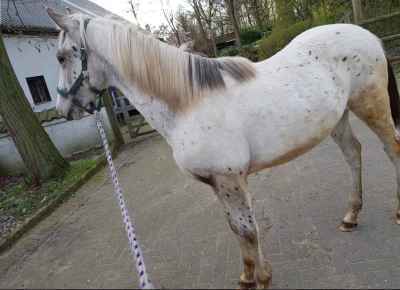 Hengst sucht neue Besitzer