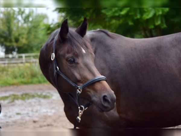 deutsches-sportpferd-stute-10jahre-162-cm-dunkelbrauner-dressurpferd-freizeitpferd-springpferd-brieskow-finkenheerd-2318917_1.jpg