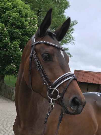 Trakehner Stute