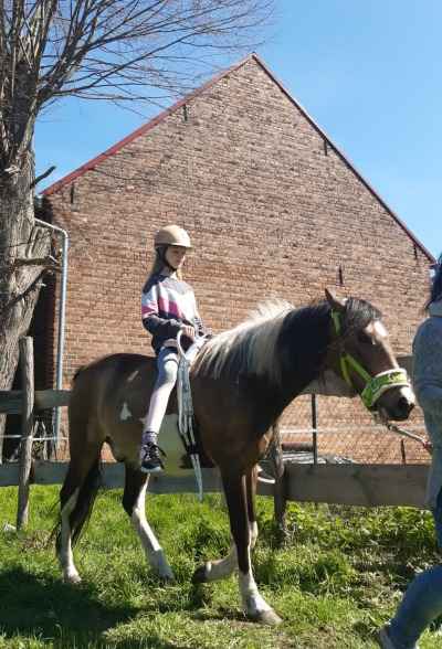 Lewitzer-Mix sucht neues zu Hause