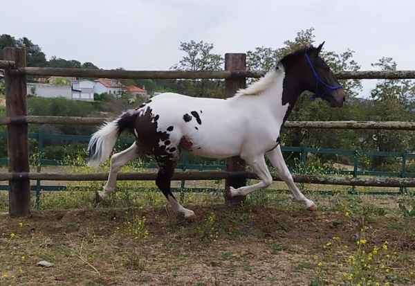 Appaloosa-painthorse-colt-cde.jpg