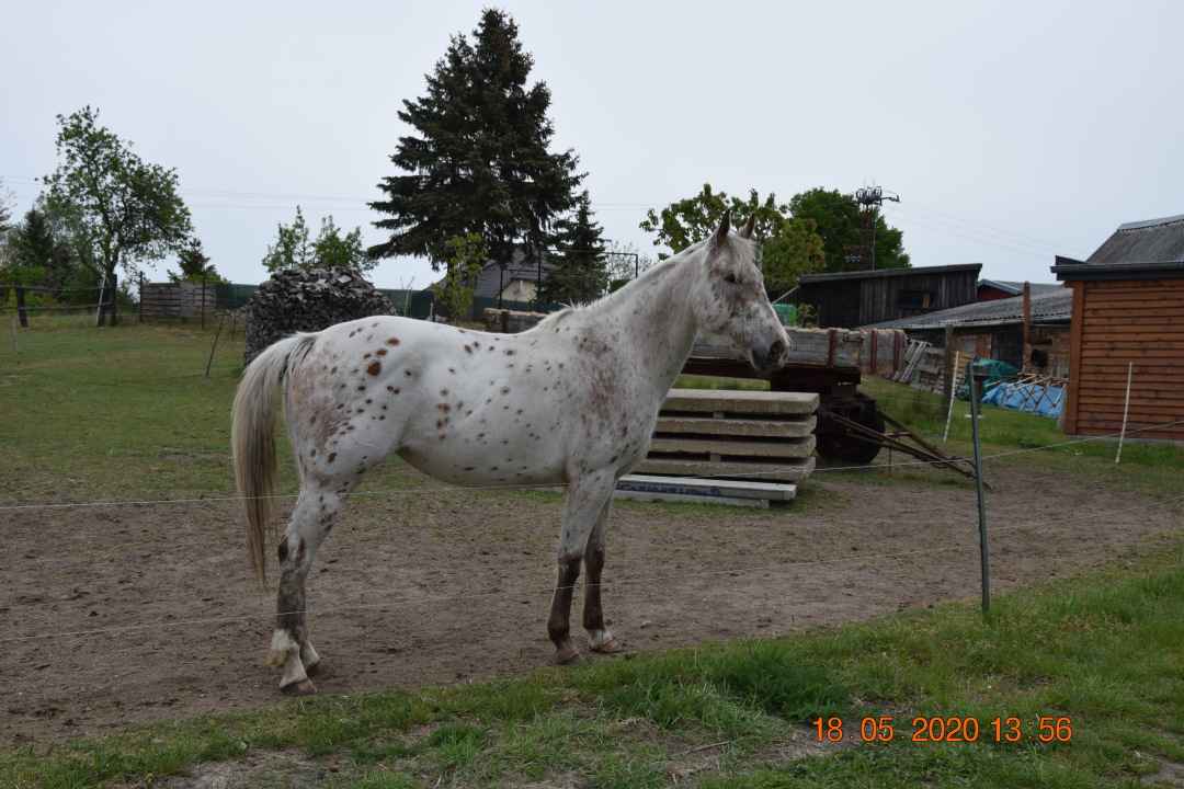 Appi/ Quarter Horse Stute zu verkaufen Pferde