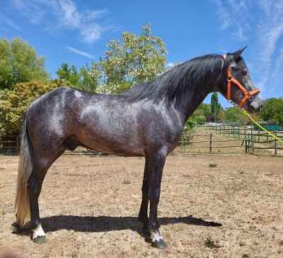 Zu verkaufen Andalusier Hengstfohlen, PRE, Pura Raza Español mit ANCCE Registrierungspapieren.