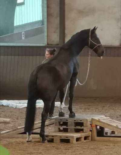 KWPN Wallach, bedingt reitbarer Beisteller