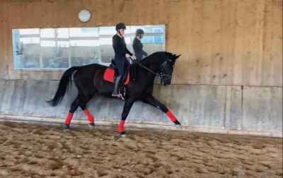 Großrahmiger Dressurwallach 