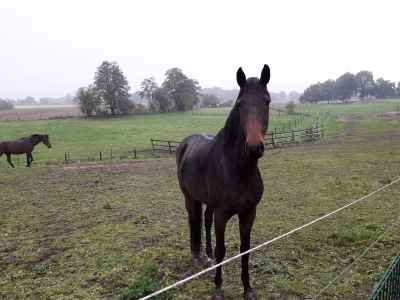Herbstkönig x Don Schufro x Rubinstein x Inschallah AA tragend von Dancier Gold 