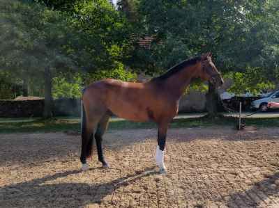Dressurpferd mit liebevollem Charakter 