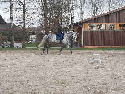 Traumpferd für Springen und Dressur 