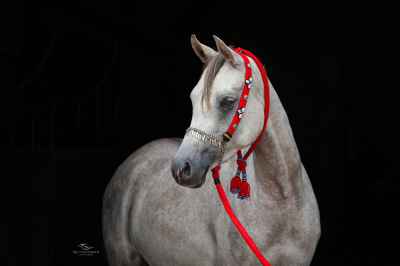 Wunderschönes Zucht- und Reitpferd aus bester arabischer Blutlinie
