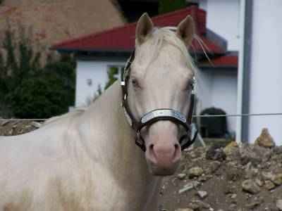Blue Knight Power - AQHA Decksprung