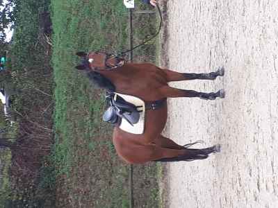 Tolle Kleinpferdstute sucht 5* zuhause