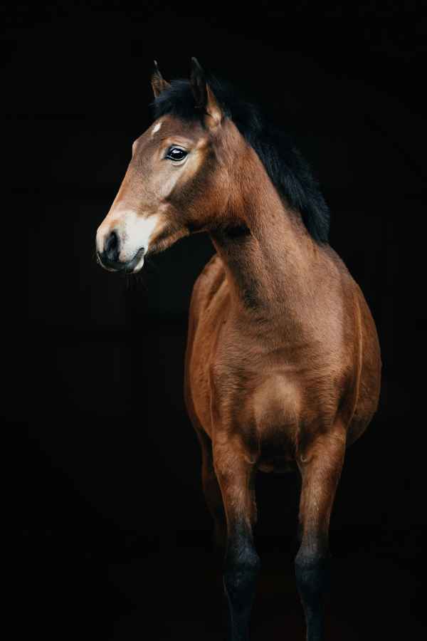 Quickgold_1.3_Print.jpg