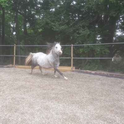 Welsh A Stute Schimmel
