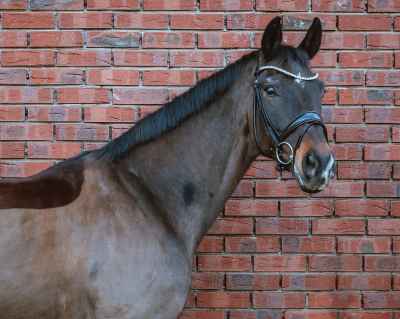 Lektionssicheres Grand Prix-Pferd 