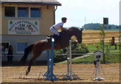 zuverlässsiges_sportpferd_mit_viel_potential_3.jpg