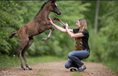 2 -jähriger rein Ägyptischer außergewöhnlicher Junghengst zu verkaufen .