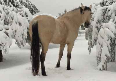 PRE Wallach 8 Jahre, Buckskin, 1,67