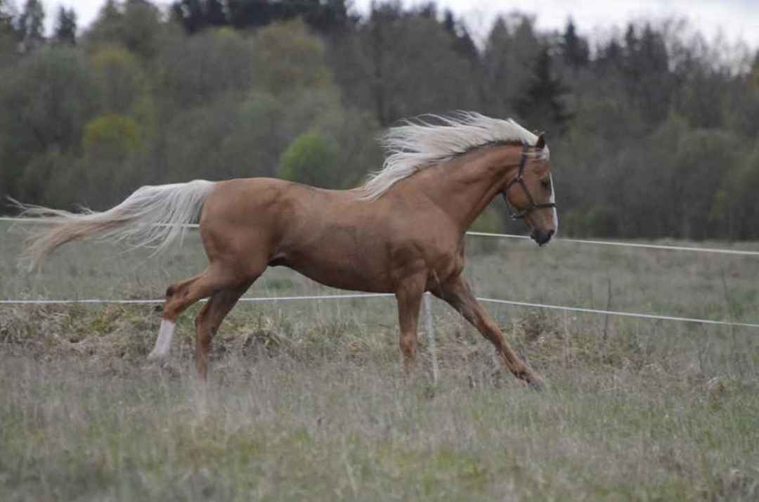 Palomino THOROUGHBRED stallion! Bom All Your Horses
